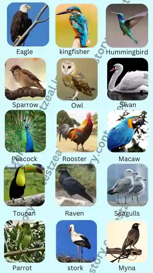 birds name picture